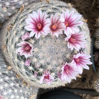 Mammillaria aff. candida cactus shown in pot