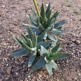 Aloe brevifolia succulent shown in pot