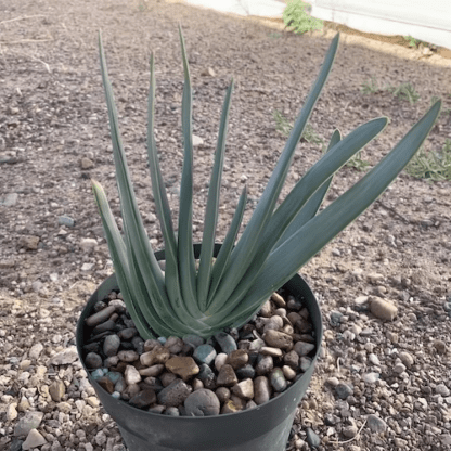 Aloe plicatilis succulent shown in pot