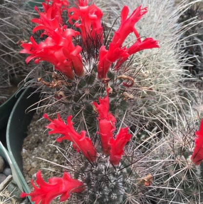 Mammillaria pondii cactus shown in pot