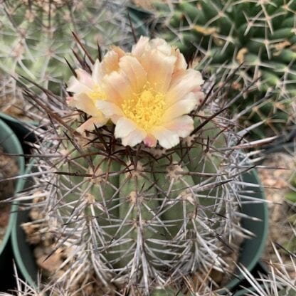 Copiapoa vallenarensis cactus shown in pot