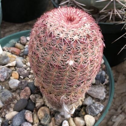 Echinocereus rigidissimus cactus shown flowering