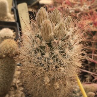 Escobaria organensis cactus shown in pot
