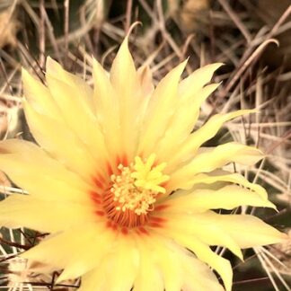 Ferocactus 'Hamatocactus' setispinus cactus shown flowering