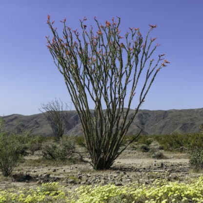 Fouquieria splendens succulent shown flowering