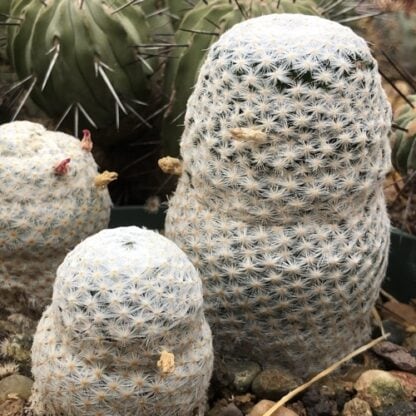 Mammillaria herrerae cactus shown flowering
