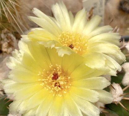 Notocactus 'Parodia' cephalophorus cactus shown flowering