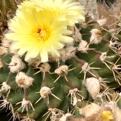 Notocactus 'Parodia' cephalophorus cactus shown in pot