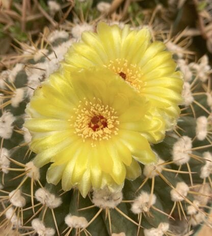 Notocactus 'Parodia' courantii cactus shown flowering