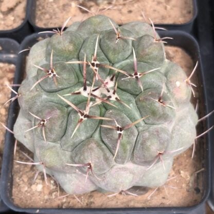 Thelocactus rinconensis cactus shown in pot