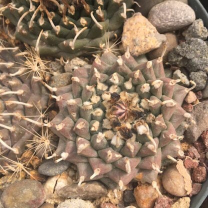 Turbinicarpus schmiedickeanus cactus shown in pot