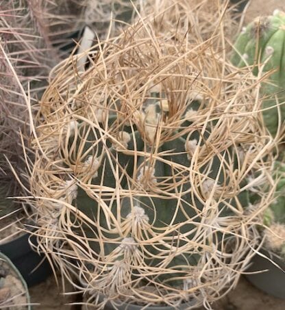 Astrophytum senile cactus shown in pot