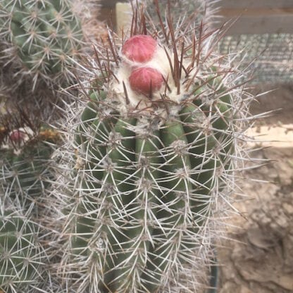 Copiapoa aureispina cactus shown in pot