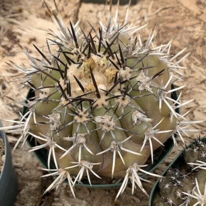 Copiapoa applanata cactus shown in pot