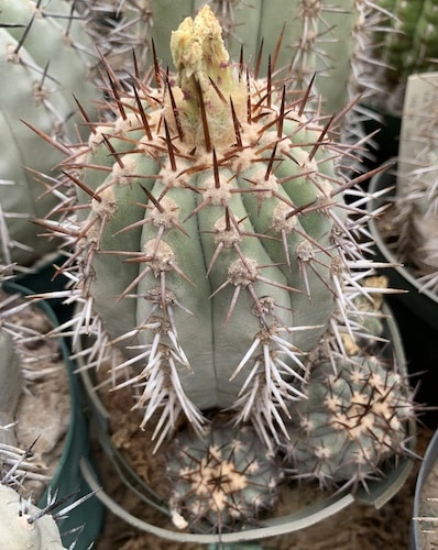 Copiapoa cinerascens cactus shown flowering