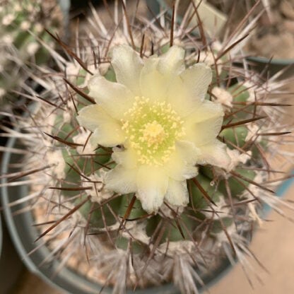 Copiapoa wagenknechtii cactus shown in pot