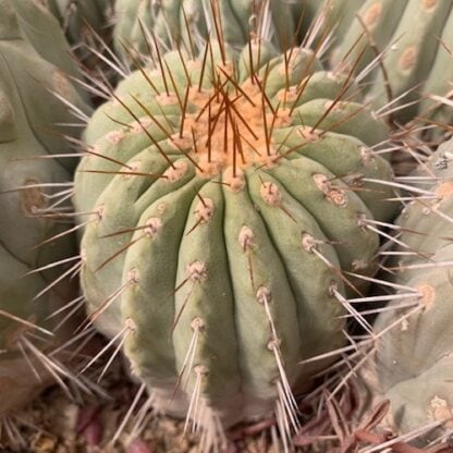 Copiapoa gigantea cactus shown in pot
