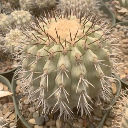 Copiapoa uhligiana cactus shown flowering