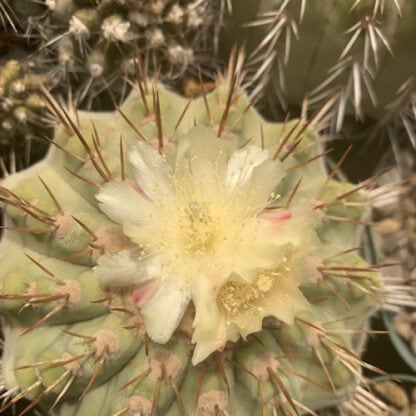 Copiapoa uhligiana cactus shown in pot