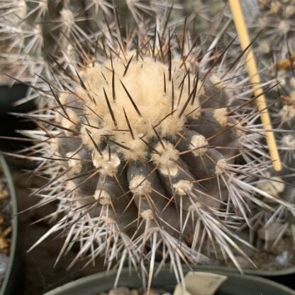 Copiapoa minuta cactus shown in pot
