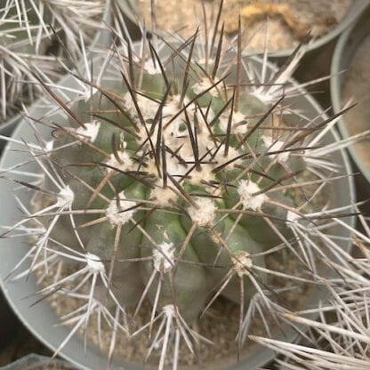 Copiapoa multicolor cactus shown in pot
