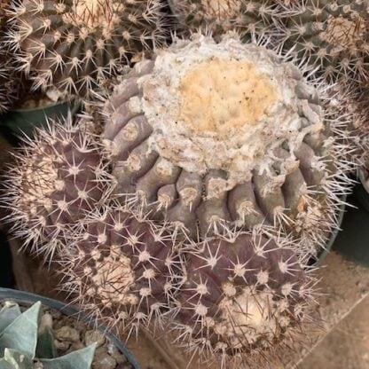 Copiapoa goldii cactus shown in pot