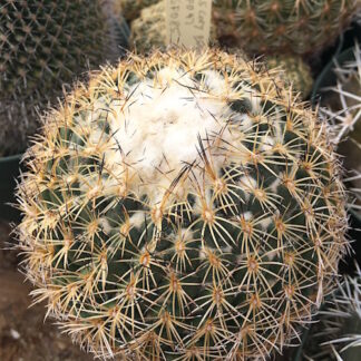 Coryphantha pseudoradians cactus shown flowering