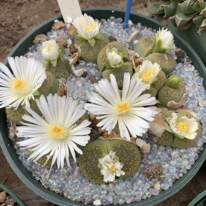 Lithops aucampiae mesemb shown flowering