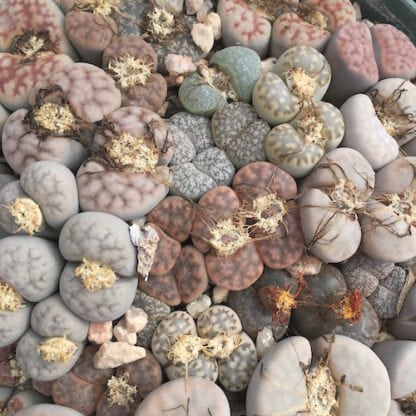 Lithops mix, wholesale sold in grams mesemb shown flowering