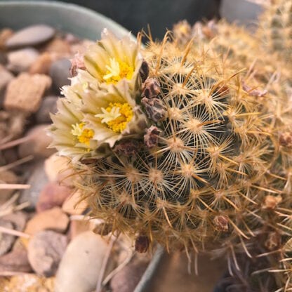 Ancistrocactus megarhizus cactus shown flowering