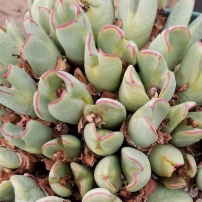 Conophytum bilobum 'pole evansii' mesemb shown in pot
