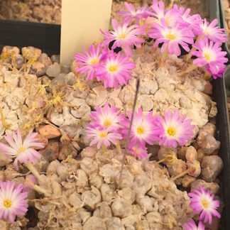 Conophytum ectypum mesemb shown flowering