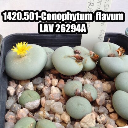 Conophytum flavum mesemb shown flowering