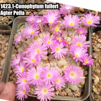 Conophytum fulleri mesemb shown flowering