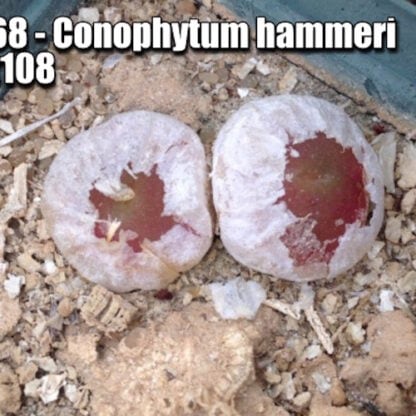 Conophytum hammeri mesemb shown in pot