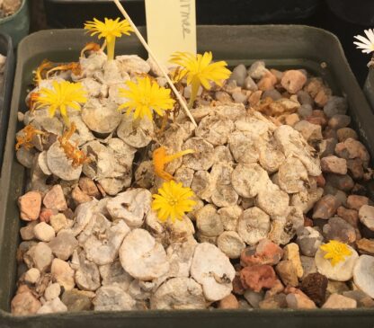 Conophytum irmae mesemb shown flowering