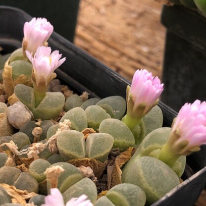 Conophytum longum mesemb shown flowering