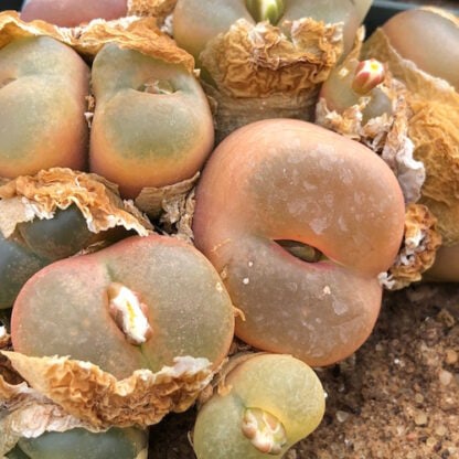 Conophytum maughanii mesemb shown in pot