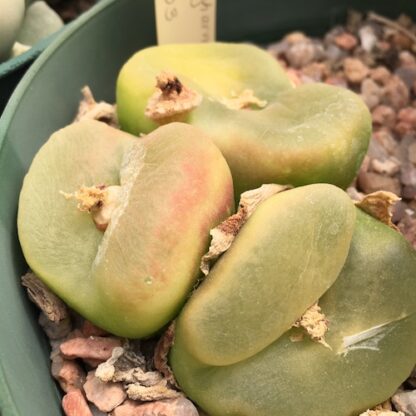 Conophytum maughanii mesemb shown in pot