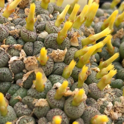 Conophytum minimum 'wittebergense' mesemb shown flowering
