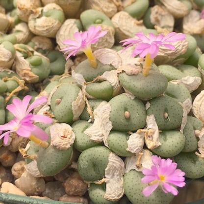 Conophytum minutum mesemb shown flowering