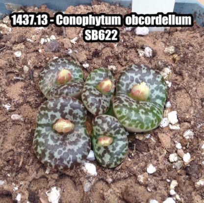 Conophytum obcordellum mesemb shown in pot