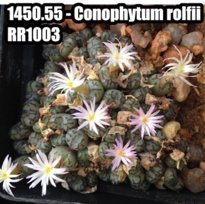 Conophytum obcordellum mesemb shown flowering