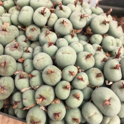 Conophytum pageae mesemb shown in pot