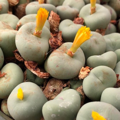 Conophytum pageae mesemb shown flowering