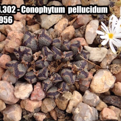 Conophytum pellucidum mesemb shown in pot