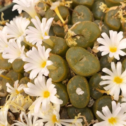 Conophytum pellucidum 'pardicolor' mesemb shown flowering