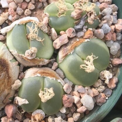 Conophytum ratum mesemb shown in pot
