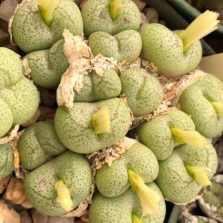Conophytum truncatum mesemb shown in pot