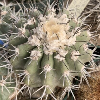 Copiapoa vallenarensis cactus shown in pot